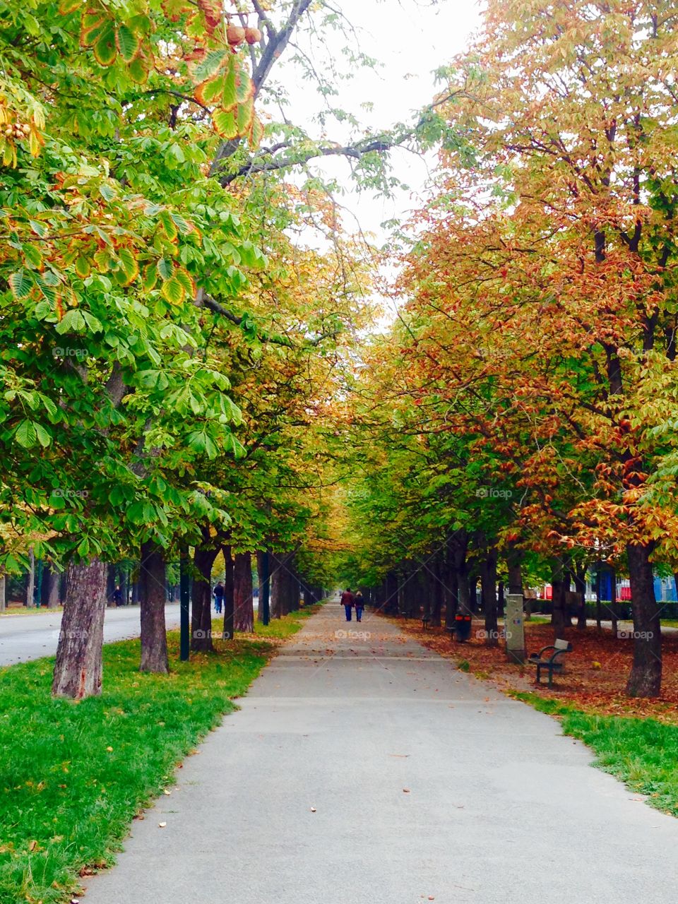 park in autumn season Vienna. park and trees in autumn season Vienna