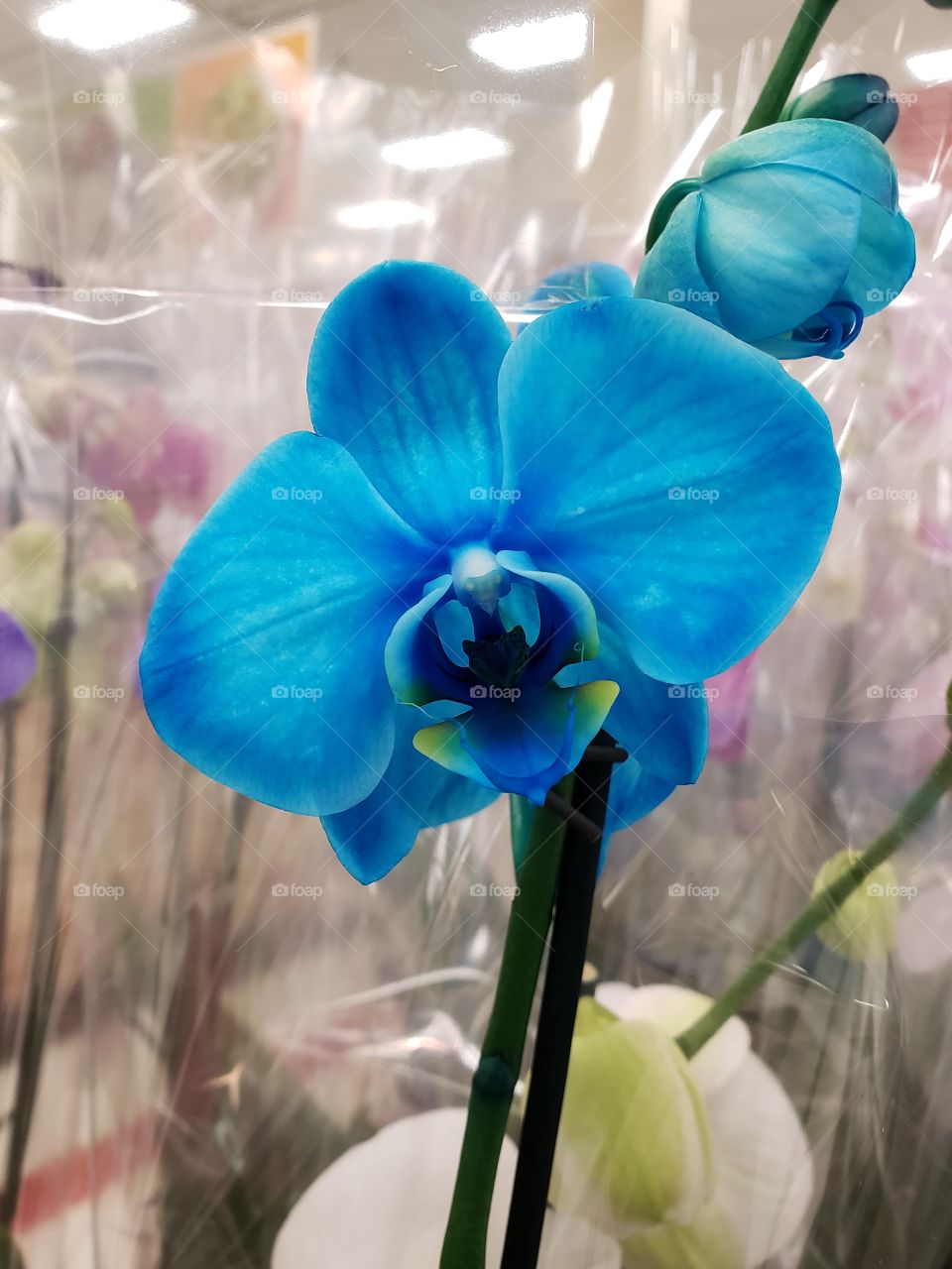 Valentine's day orchids