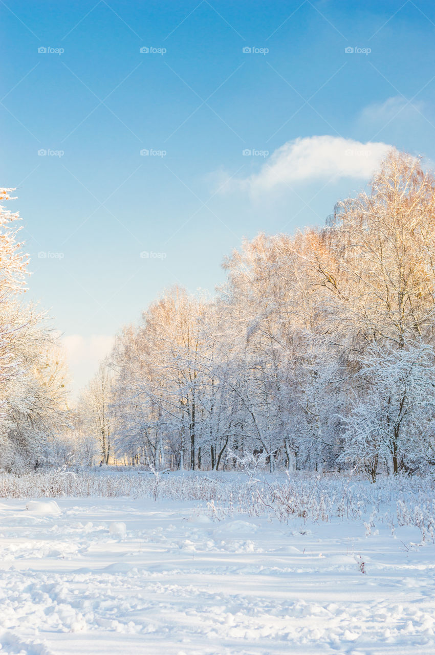 Snow covered trees in winter