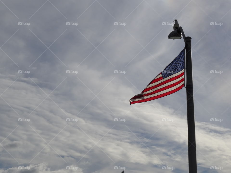 seagull and flag