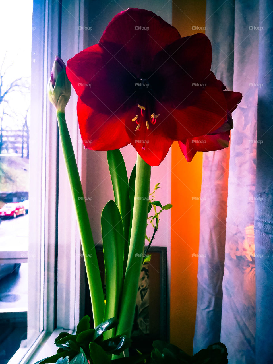 Amaryllis is happy 🌺😊❤️📸