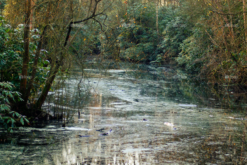 Pond surrounded with trees