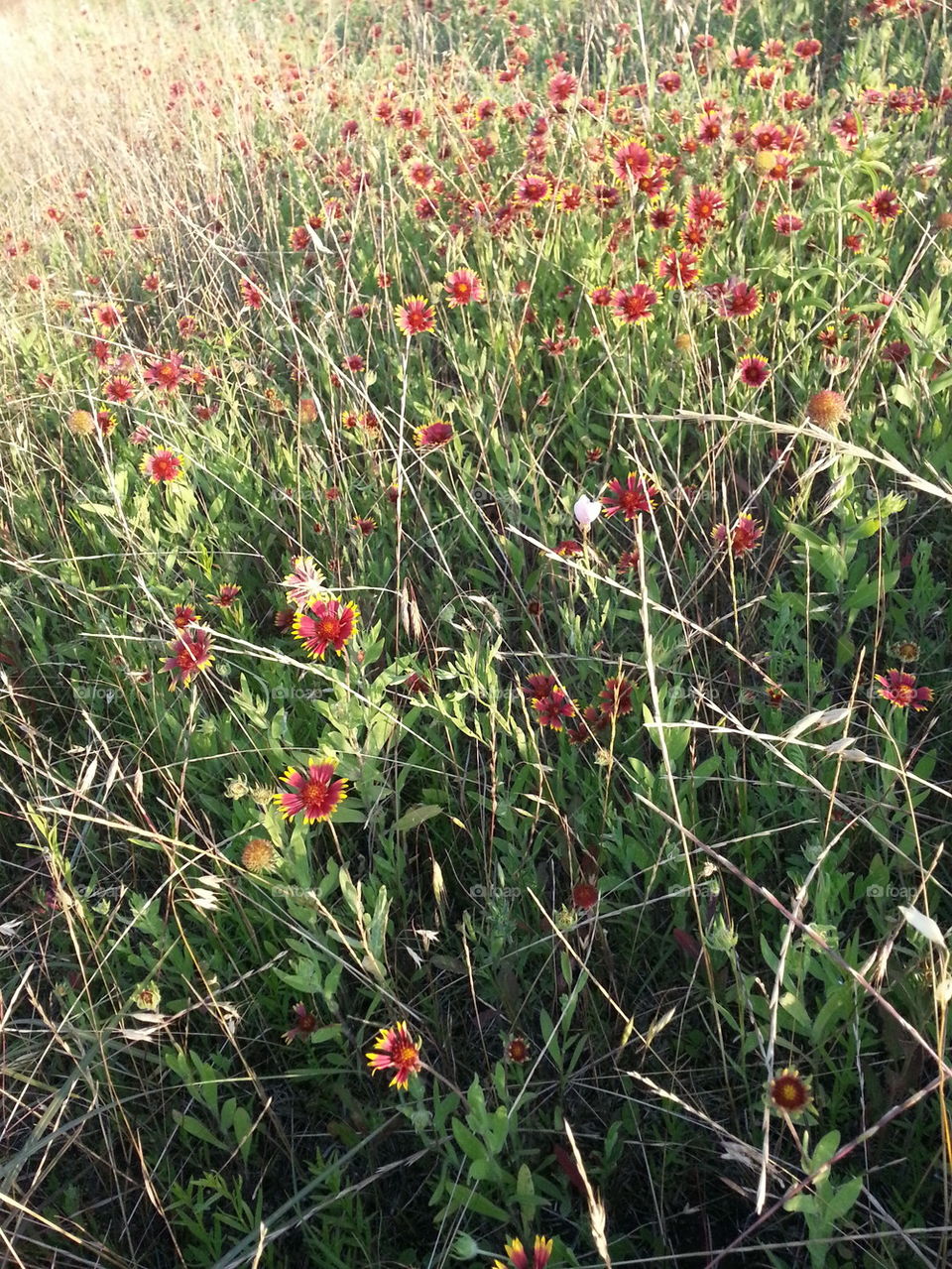 Indian Blanket Meadow
