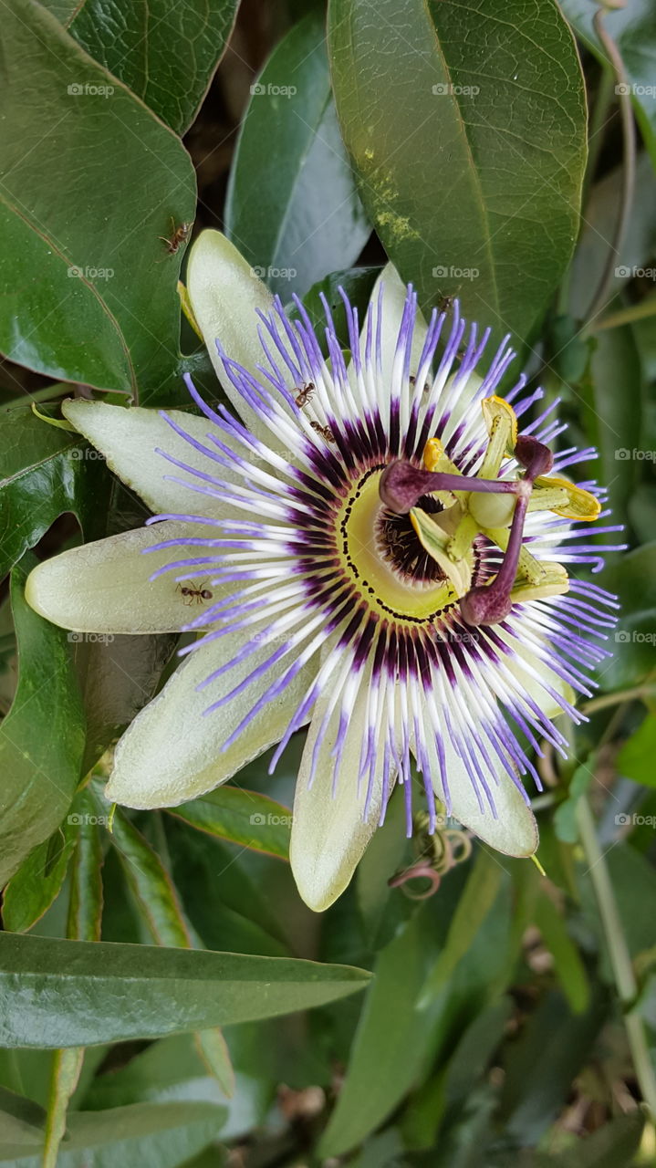 bright purple flower