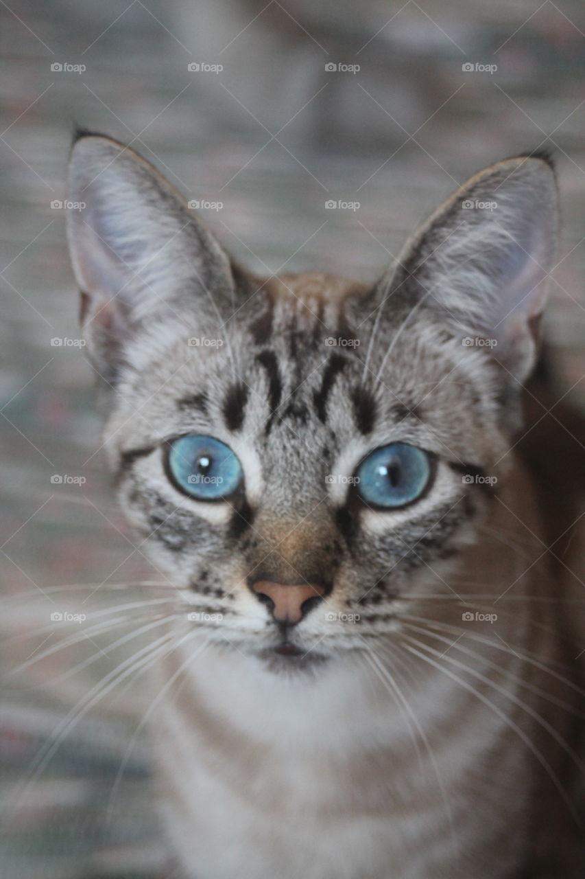 Blue eyes cat Fluffy sweet