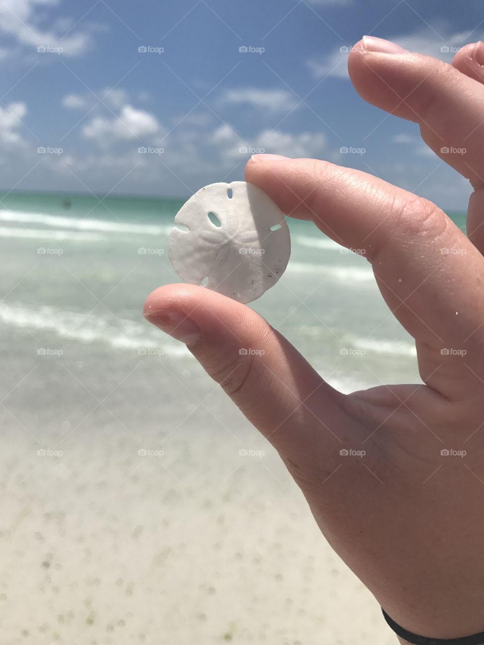 Sand dollar