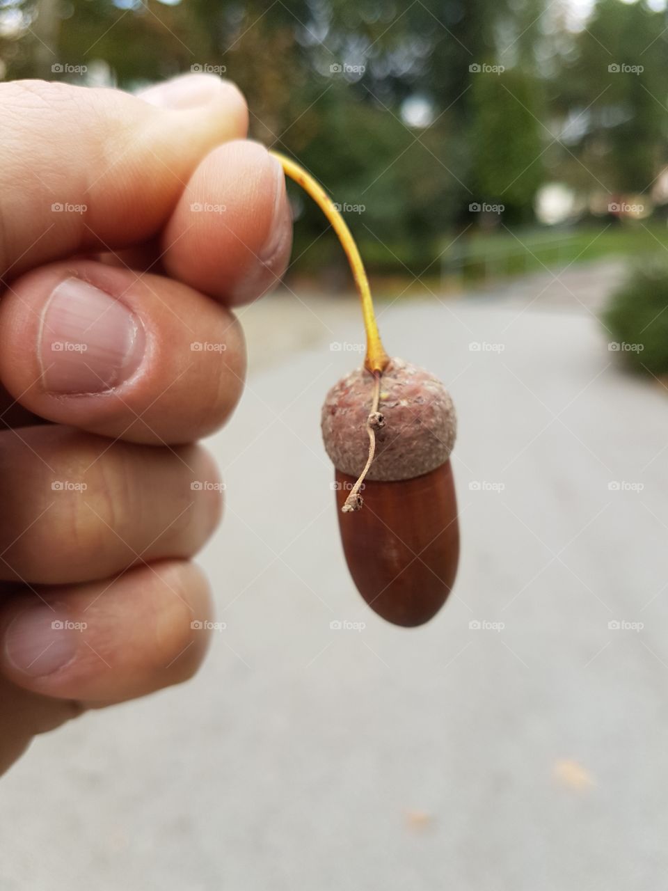 Autumn acorn in human's hand