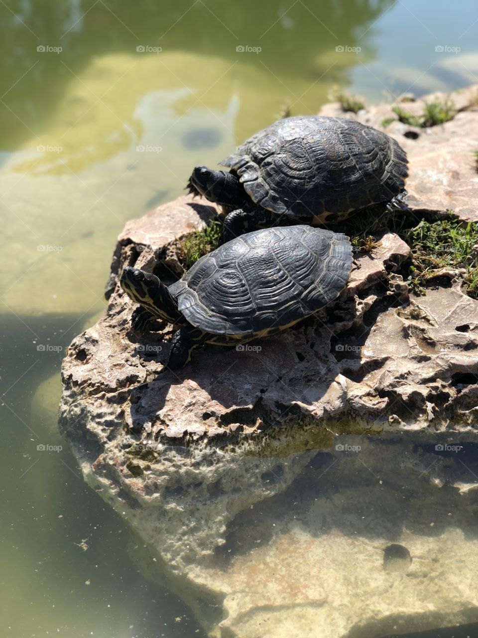 Turtle, Water, Nature, Reptile, Pool