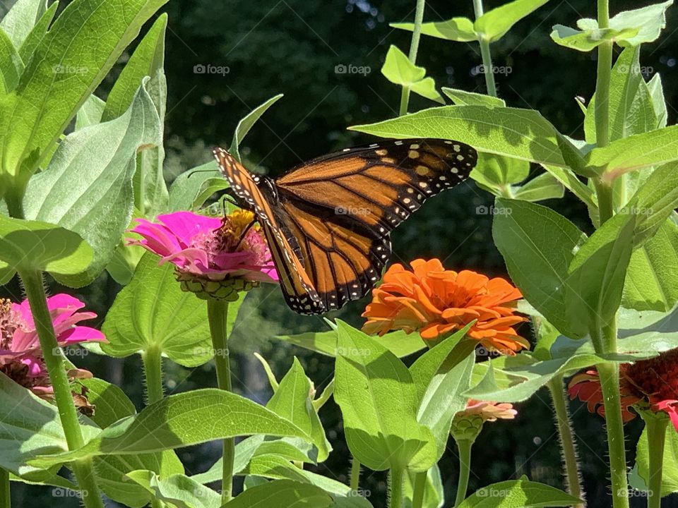 Monarch 