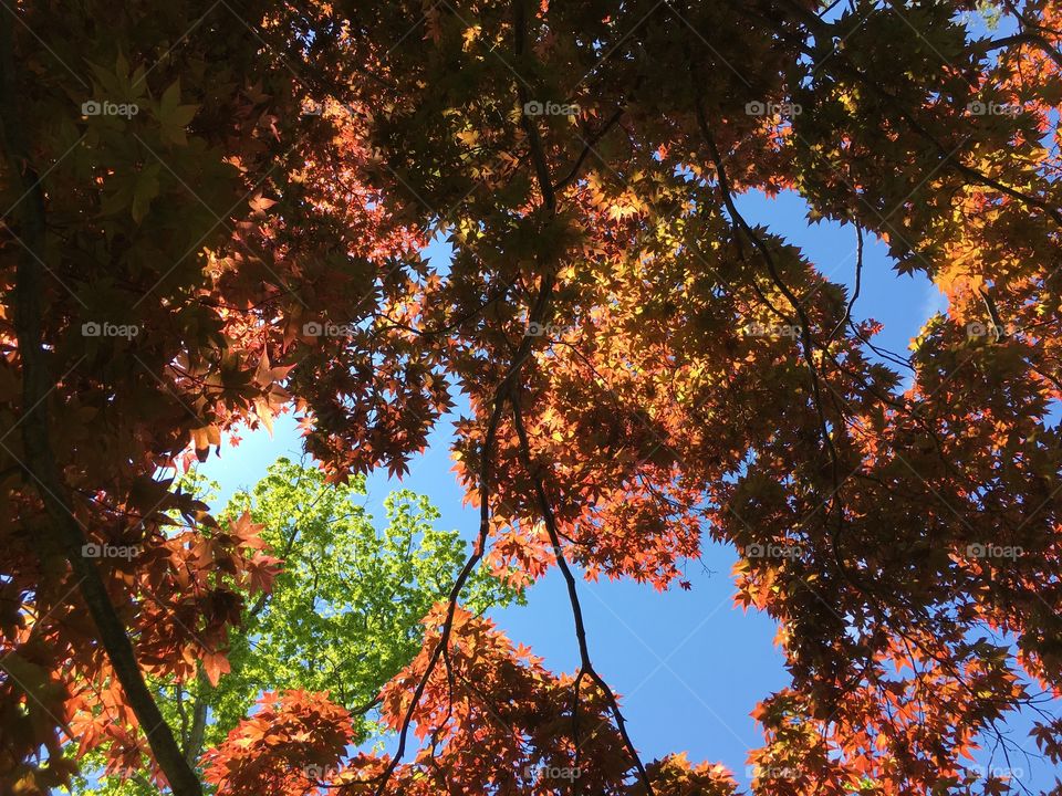 Red and green foliage in spring