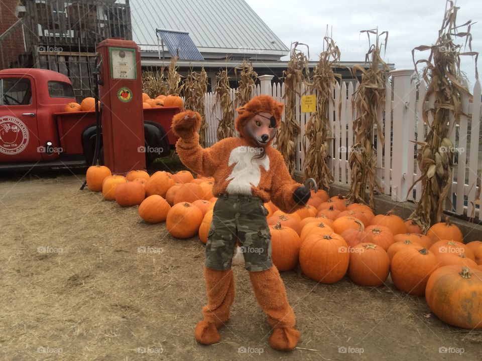 Posing in costume. A child dressed up in a pirate fox costume. 