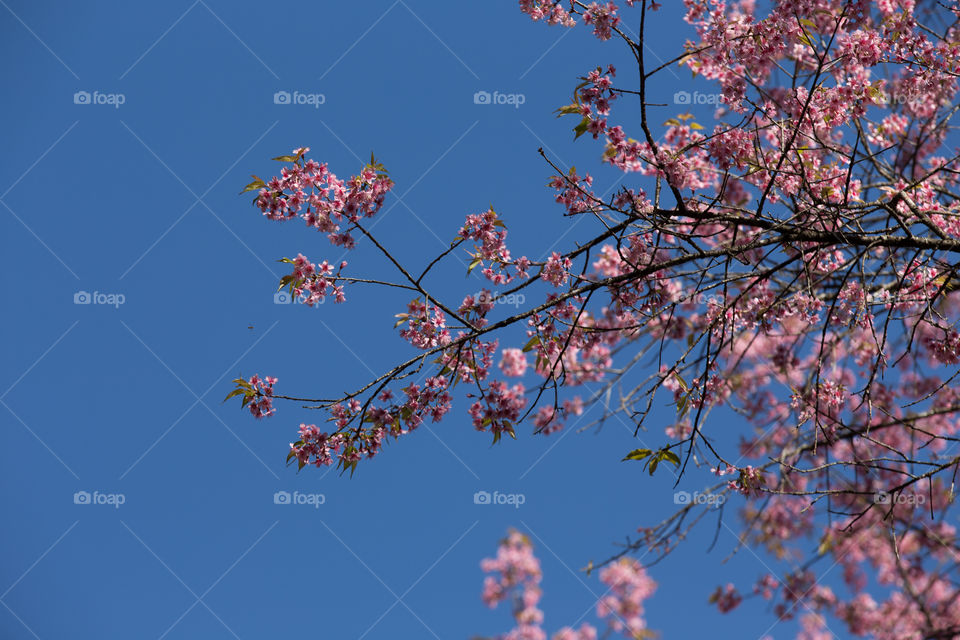 Sakura flower in Thailand 