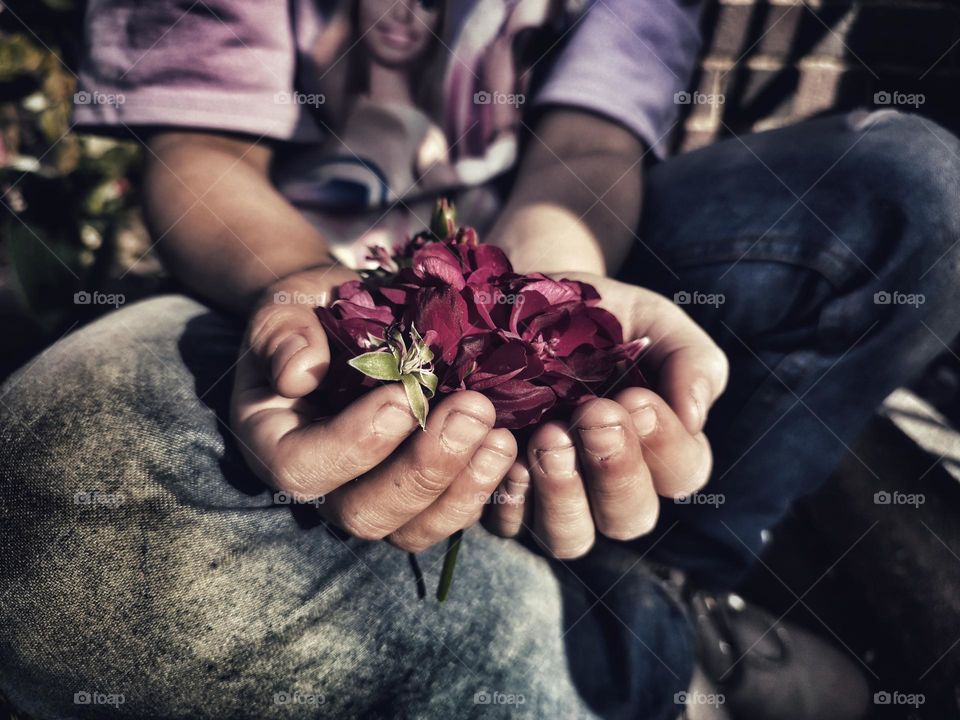 Hands holding flower petals