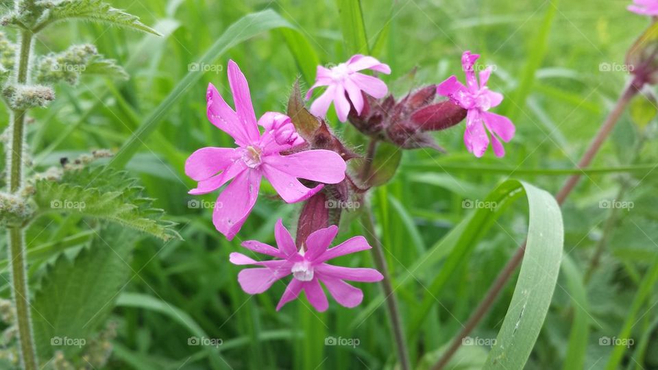 Pink river flower