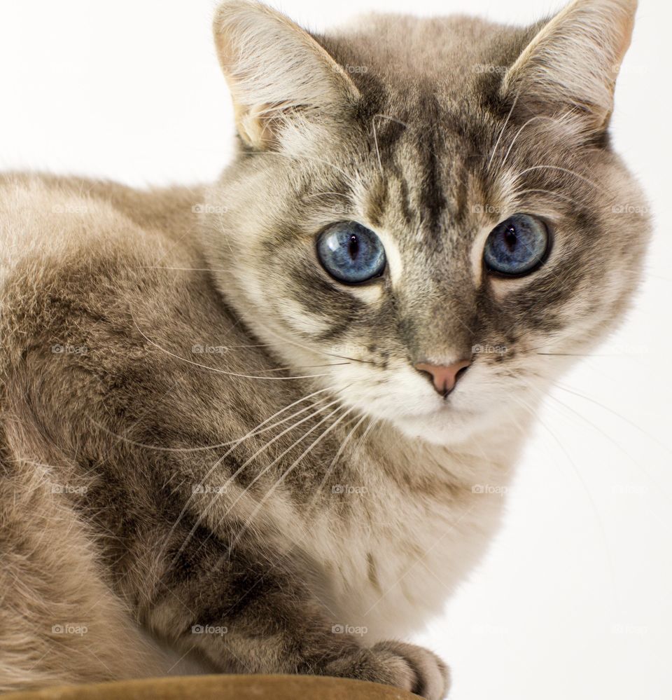 Beautiful blue eyed cat