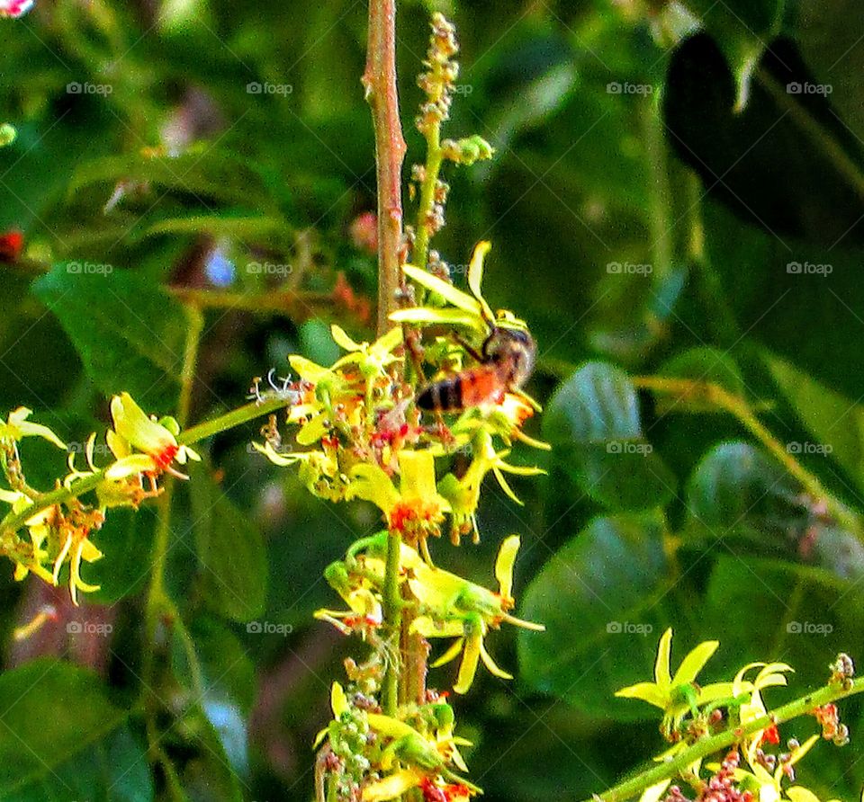 tree, flower, bee, pollen