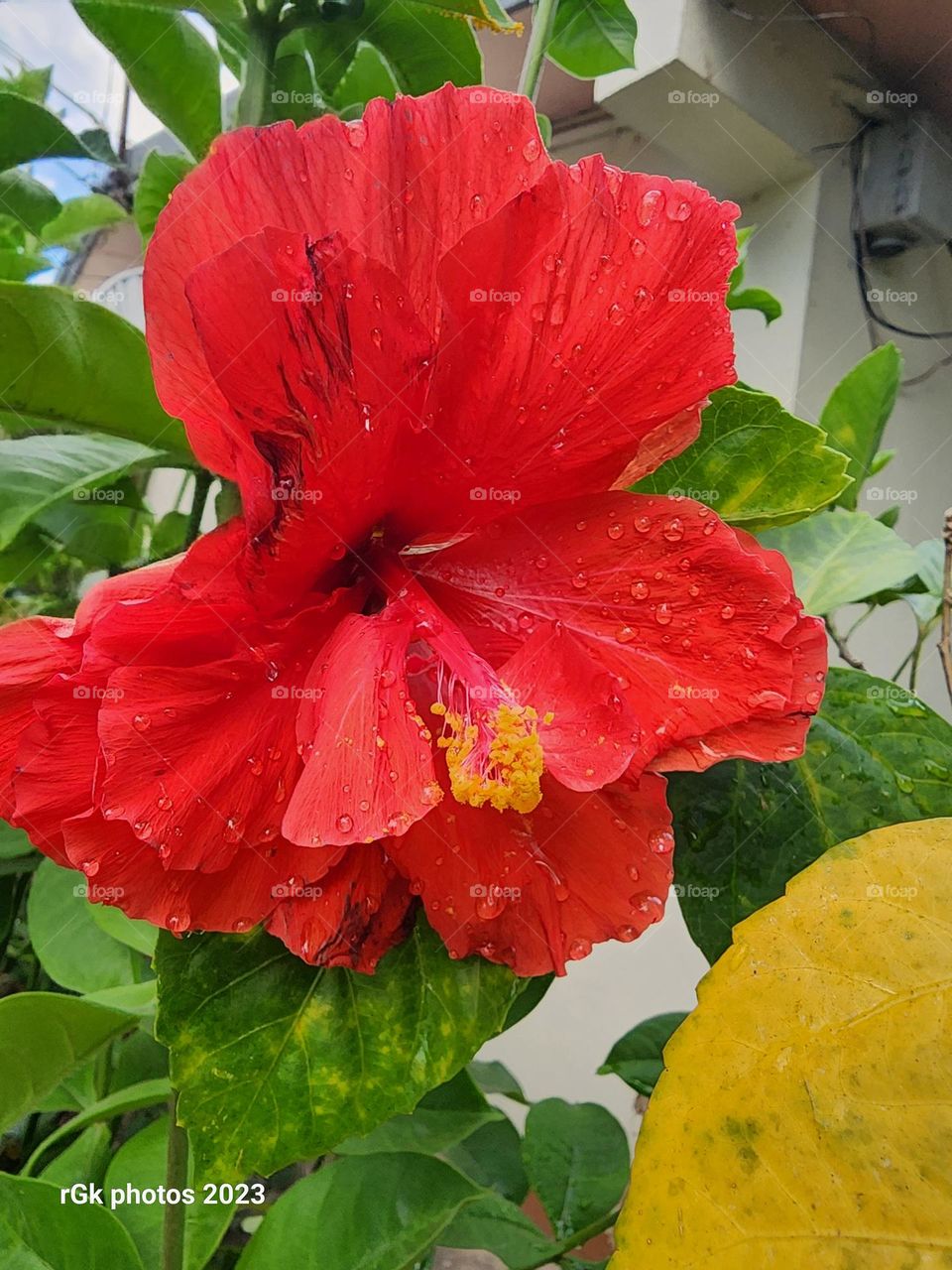 red hibiscus