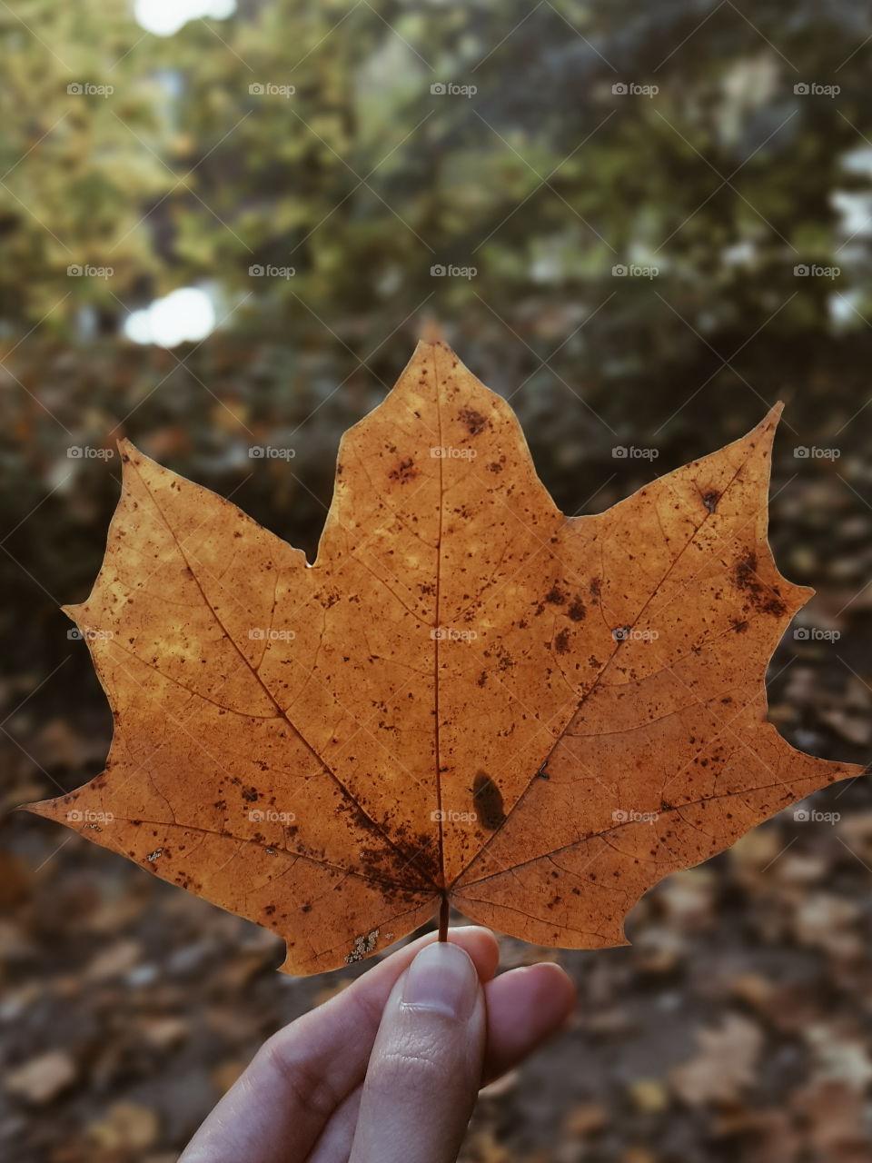 Fall, Leaf, Maple, Nature, No Person