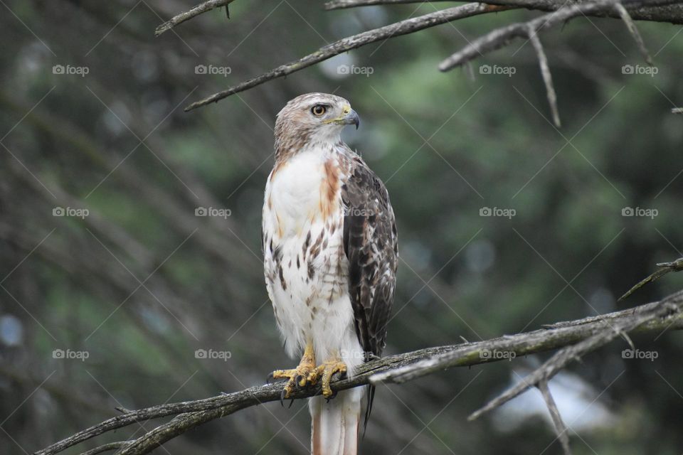 A hawk waits for its prey in a pine tree