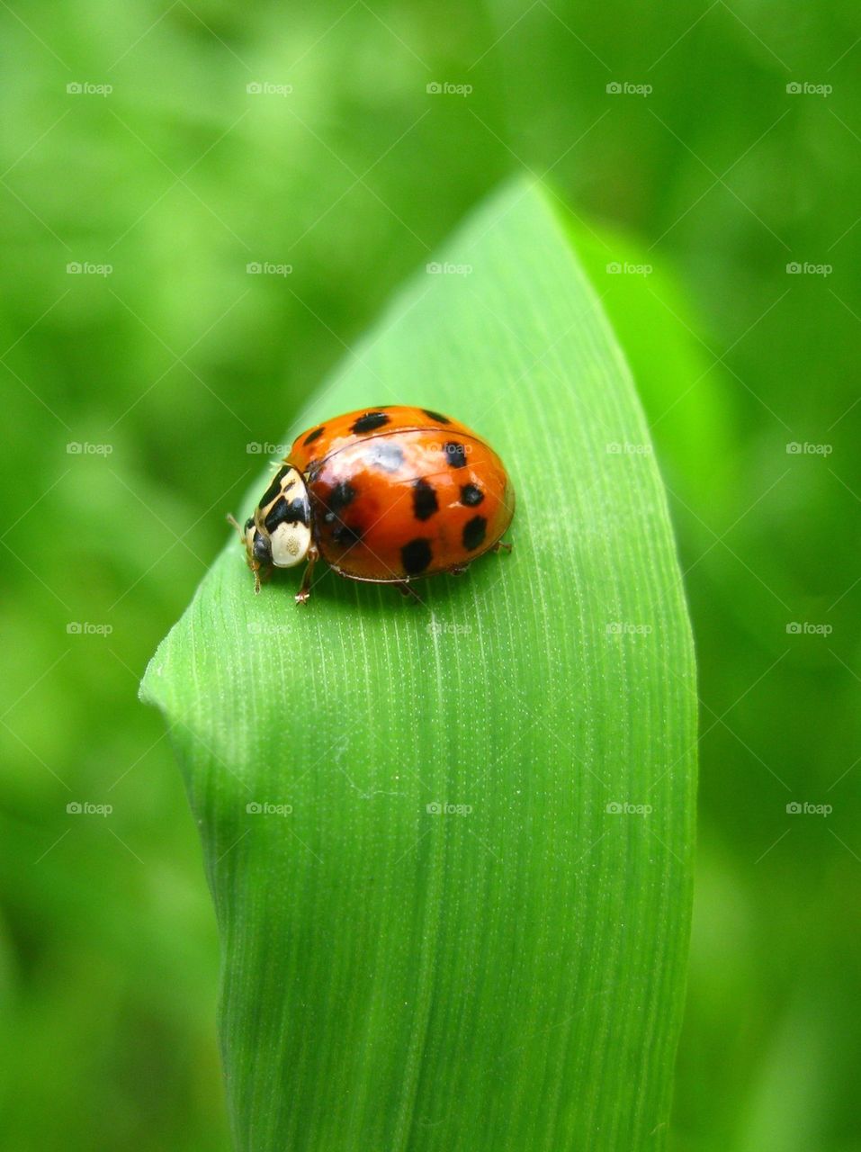 Close-up of ladybug on leaf