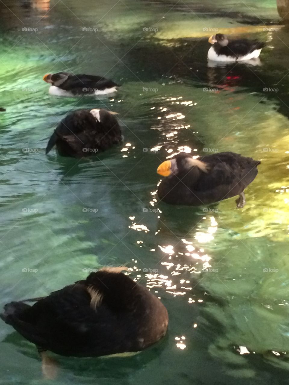 Puffins at the zoo