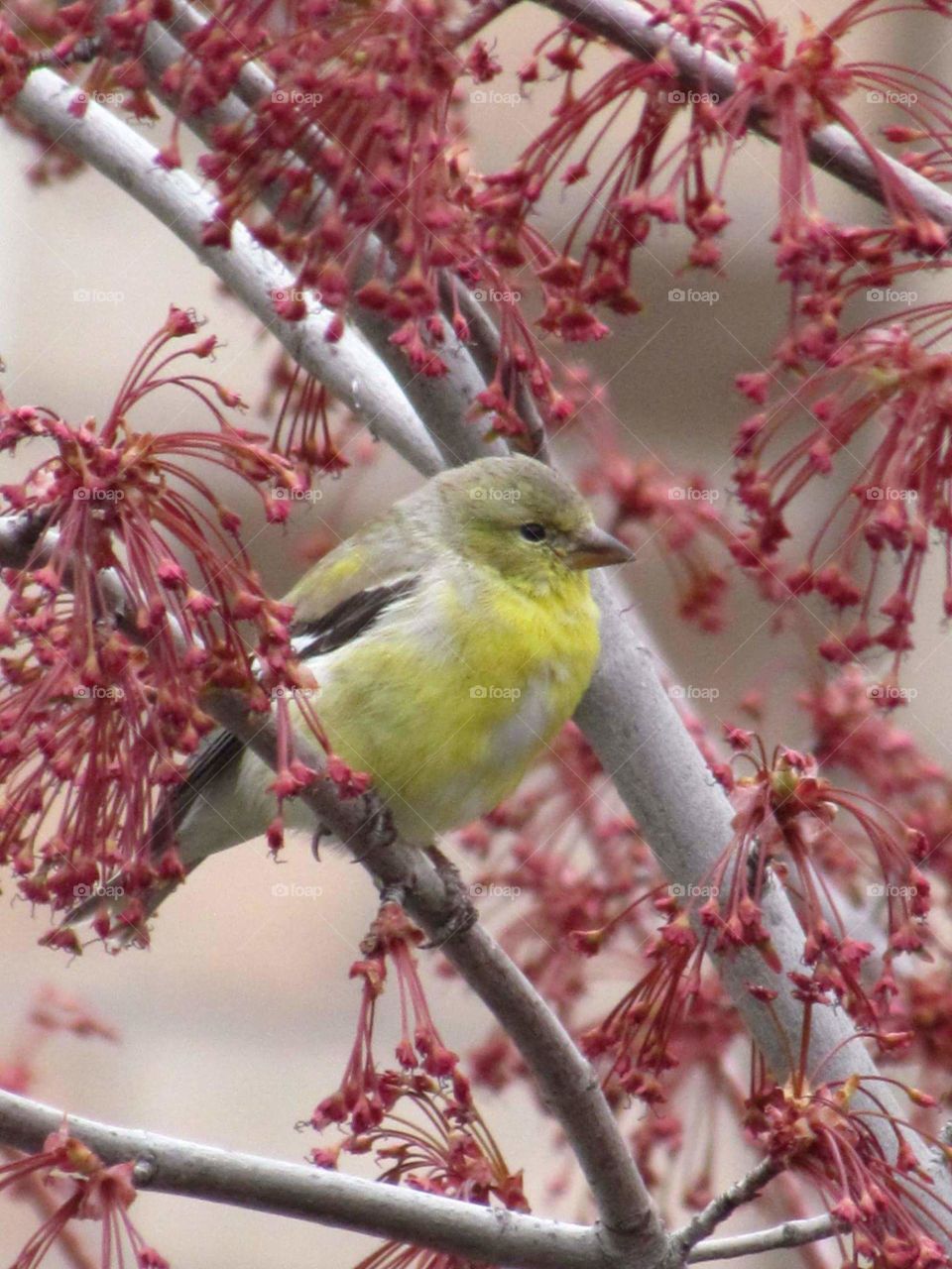 Yellow Finch in the Tree