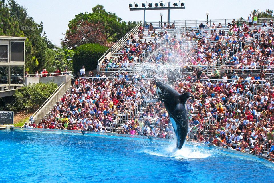 Shamu at sea world