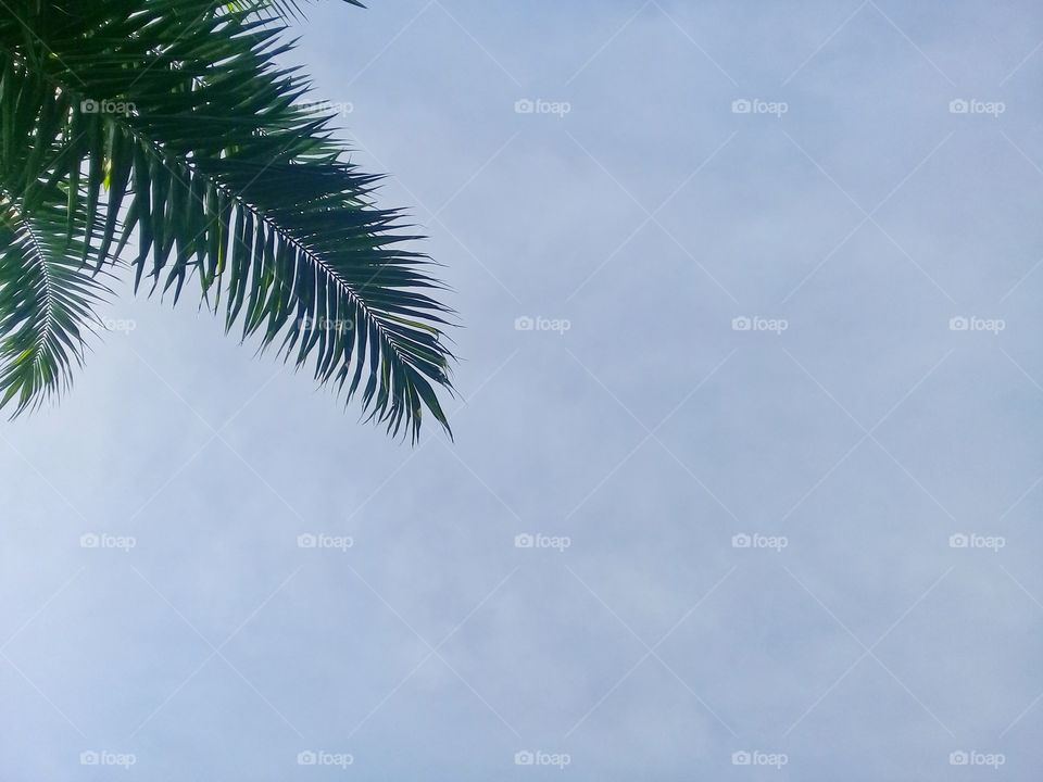 Beautiful blue sky photo with palm leaf frame