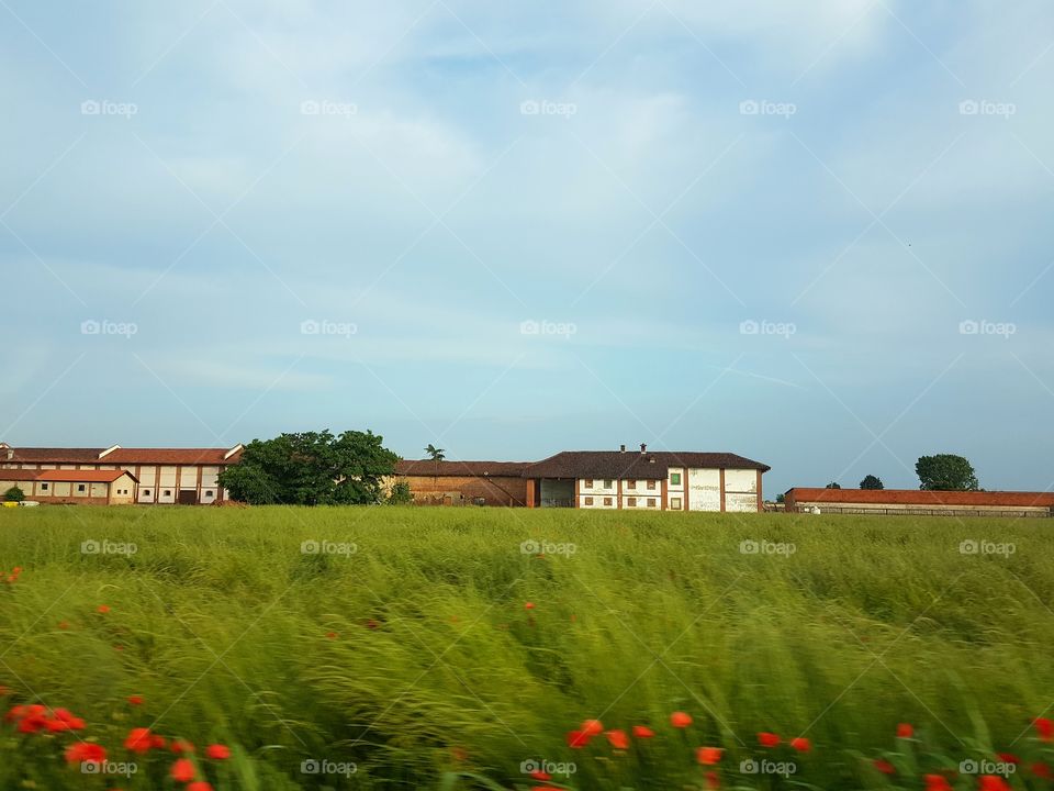 Cereal field with farm house at summer