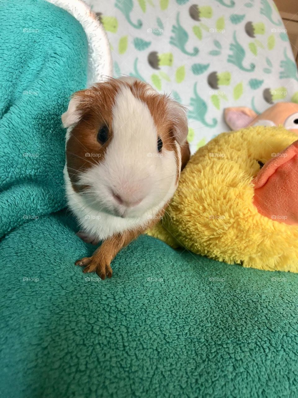 Cutest Guinea pig Nicky posing for pictures ❤️