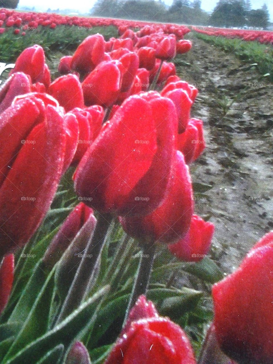 tulips