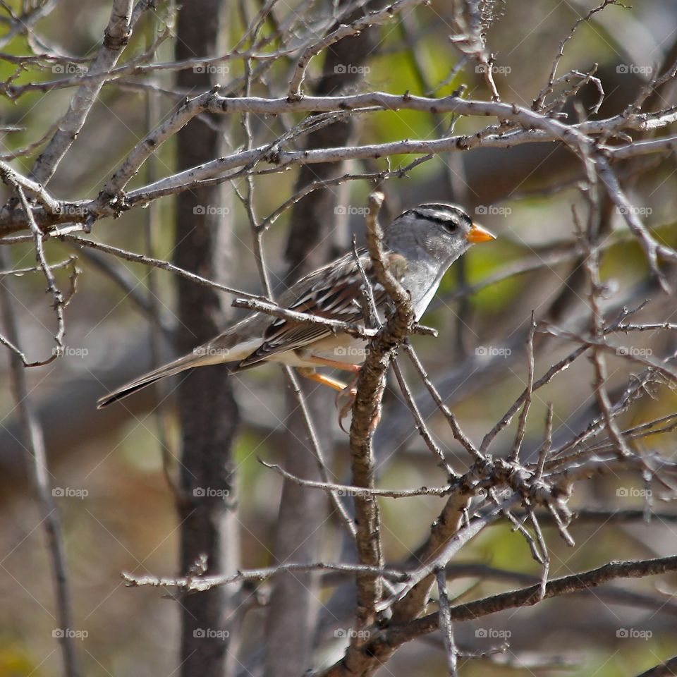 A Small Grey Bird Sitting in a Tree