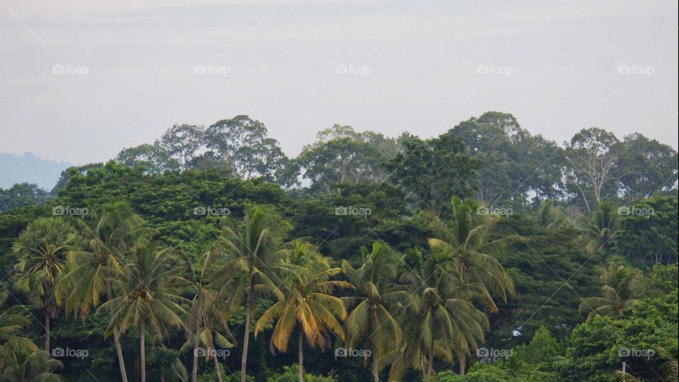 forest, nature, mountains, clouds, morning