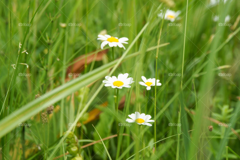 Daisy flowers in green field