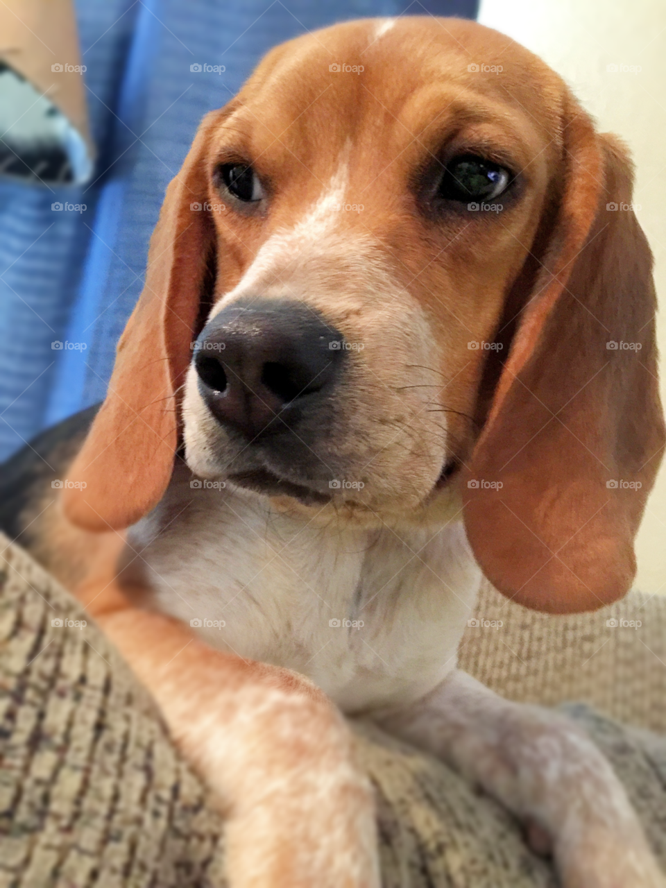 AKC for blood beagles puppy ginger. 
