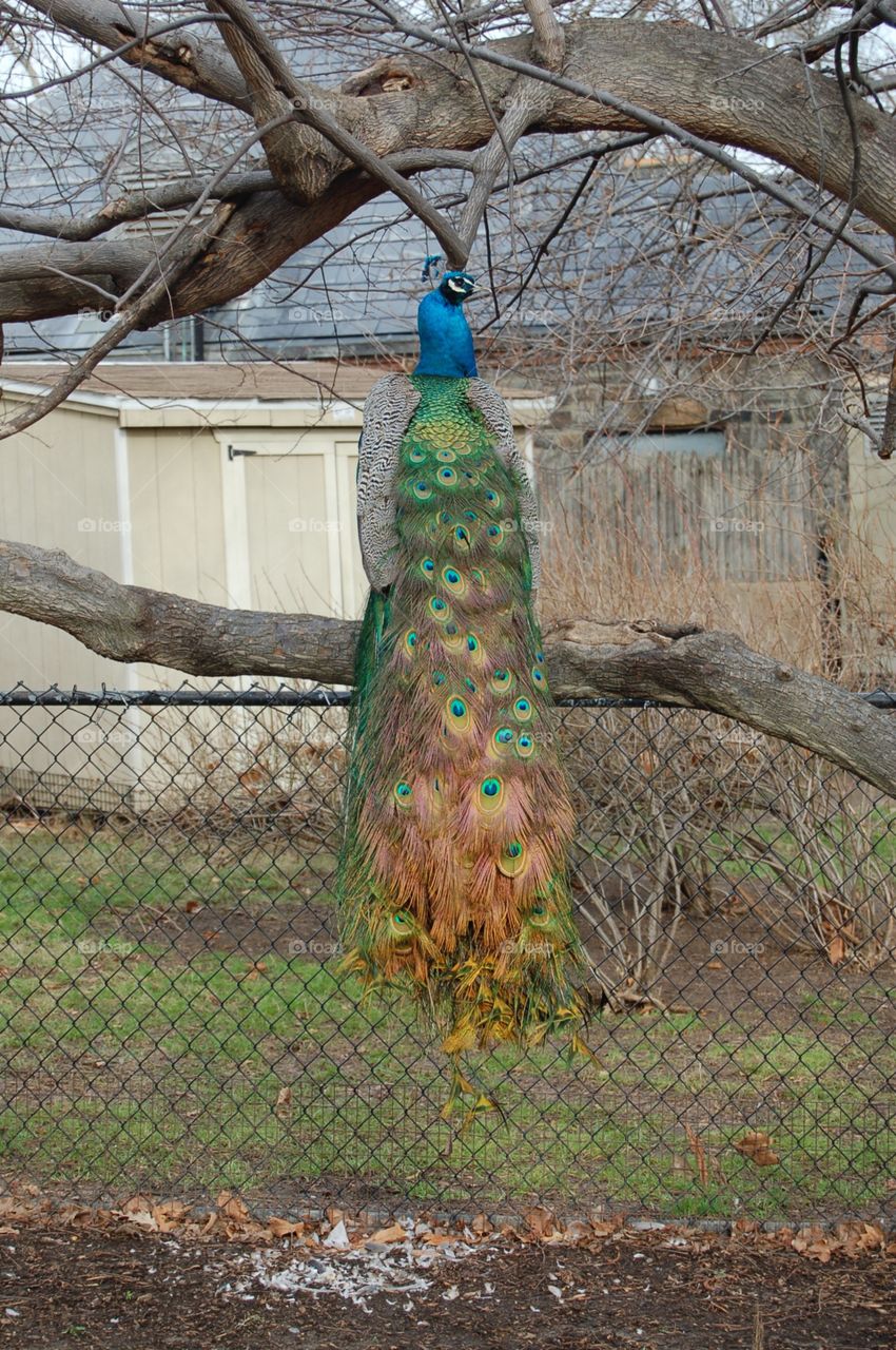Peacock Tales. Peacock with beautiful plumage 