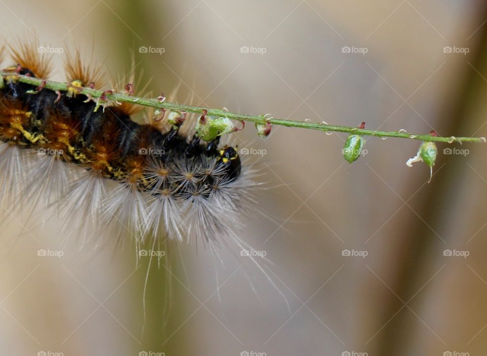 Fuzzy Caterpillar Close Up