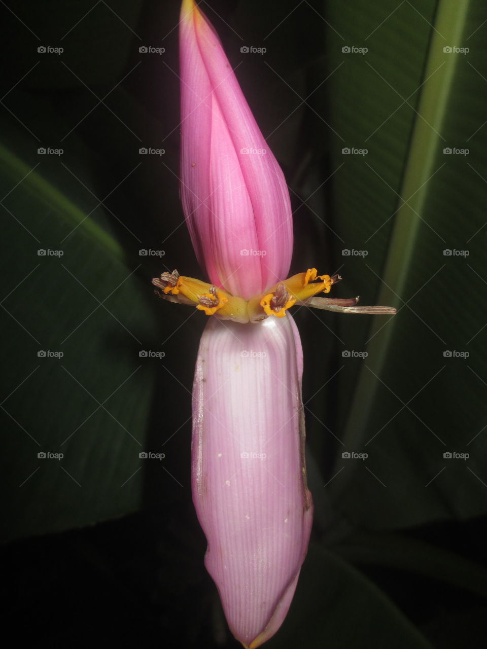 Ornamental banana flower