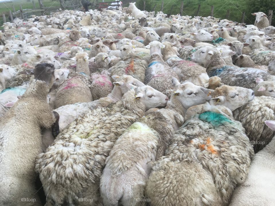 Flock of dorper sheep, penned up. Closeup all bunched together creates a puzzle effect with colours and texture
