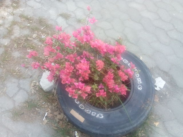 flower