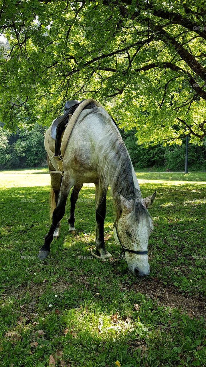 White spotted horse grazing grass under tree in park
