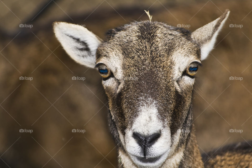 wild sheep