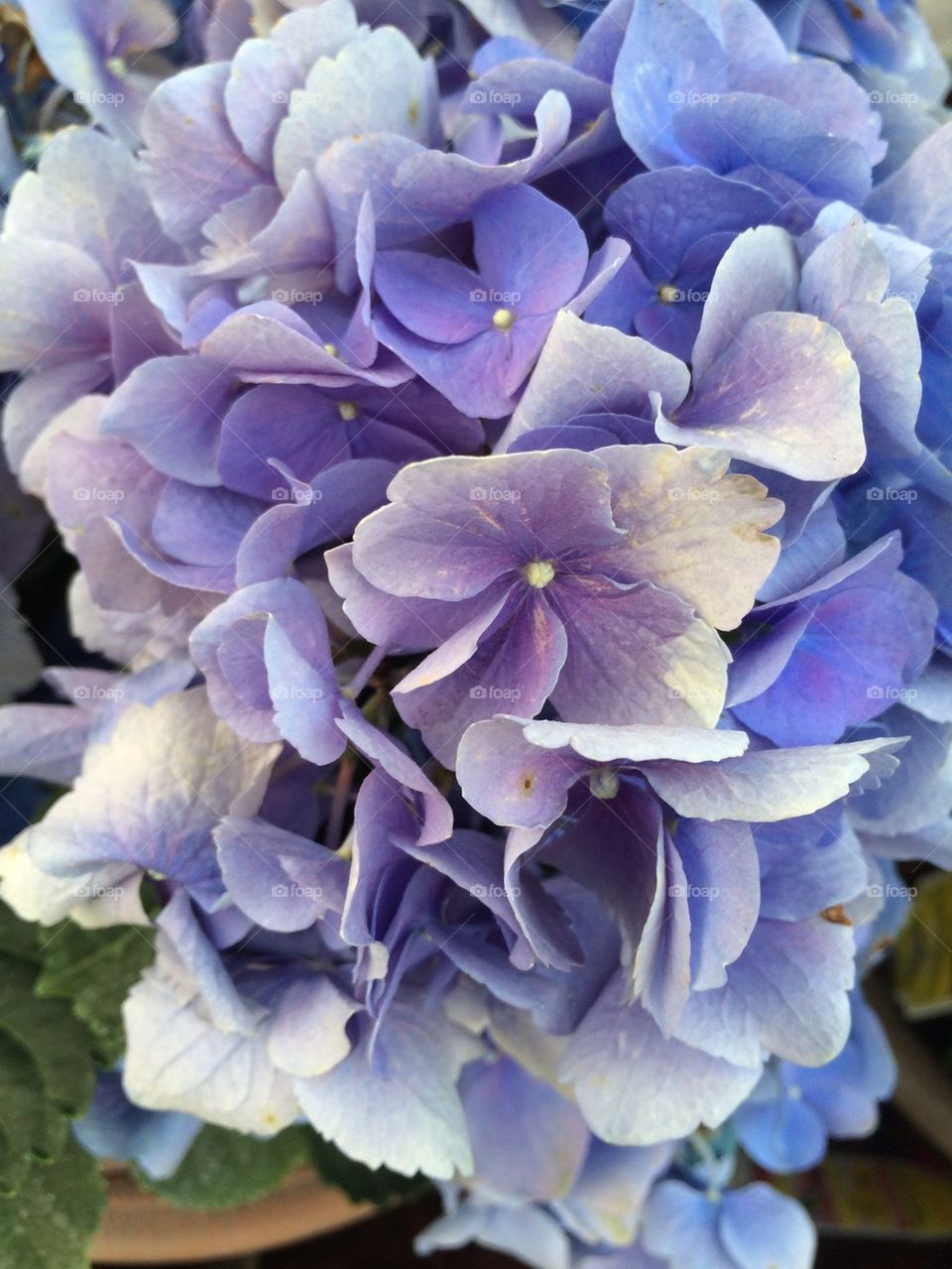 Purple and white gladiolus