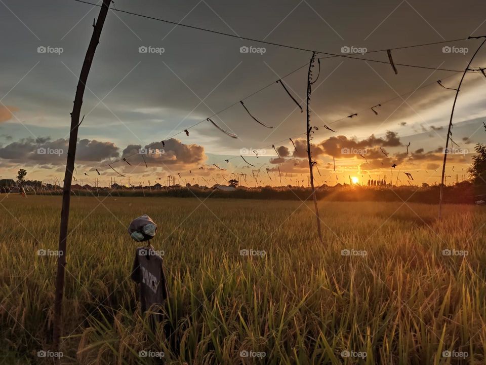 The lovely and beautiful moment of sunset seen in the ricefield.