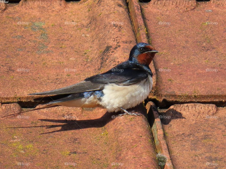 Basking in the sun