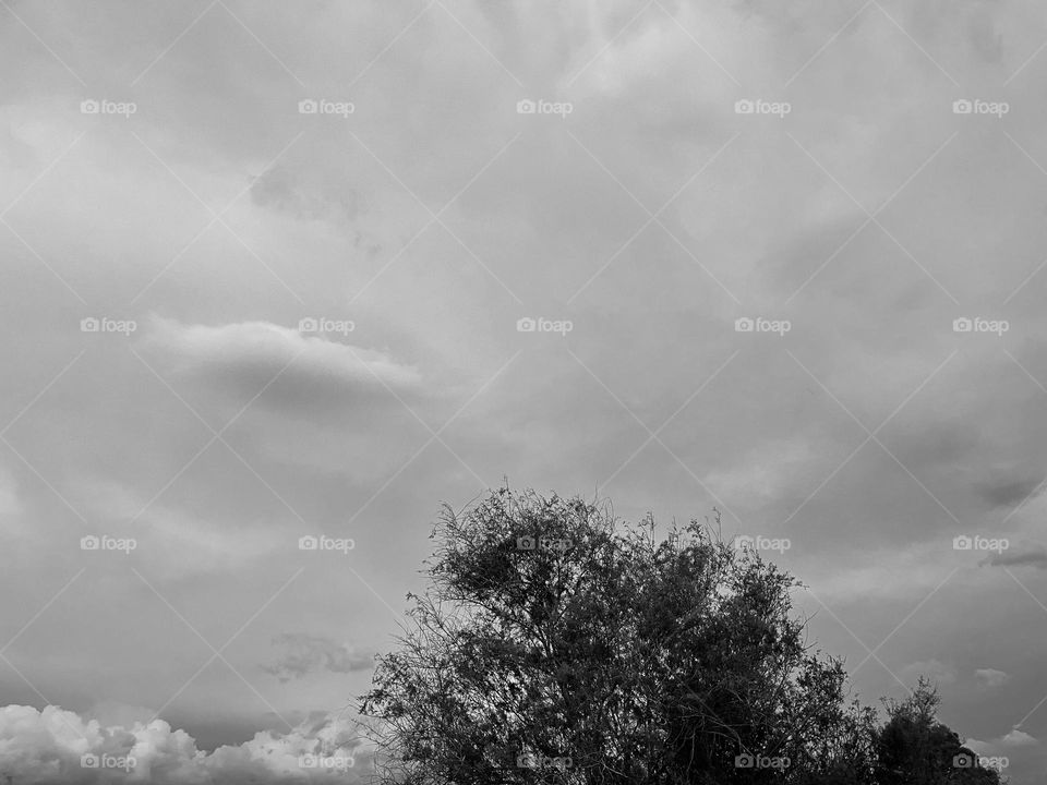 A black and white photo of a cloudy sky with a tree. 