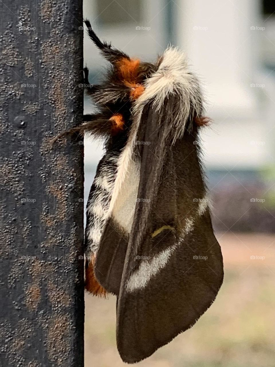 Beautiful moth I found.