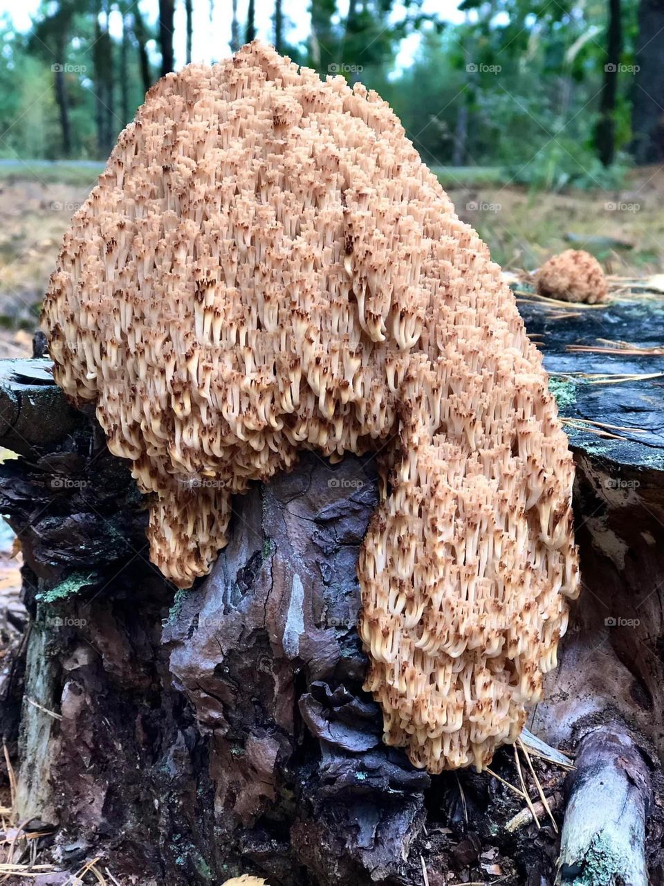  Ramaria flava-mushroom