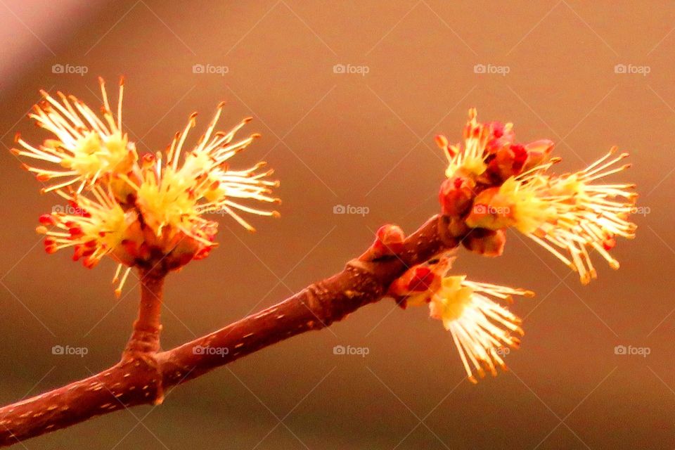 Spring buds