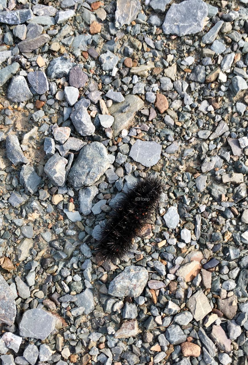Fuzzy Caterpillar 